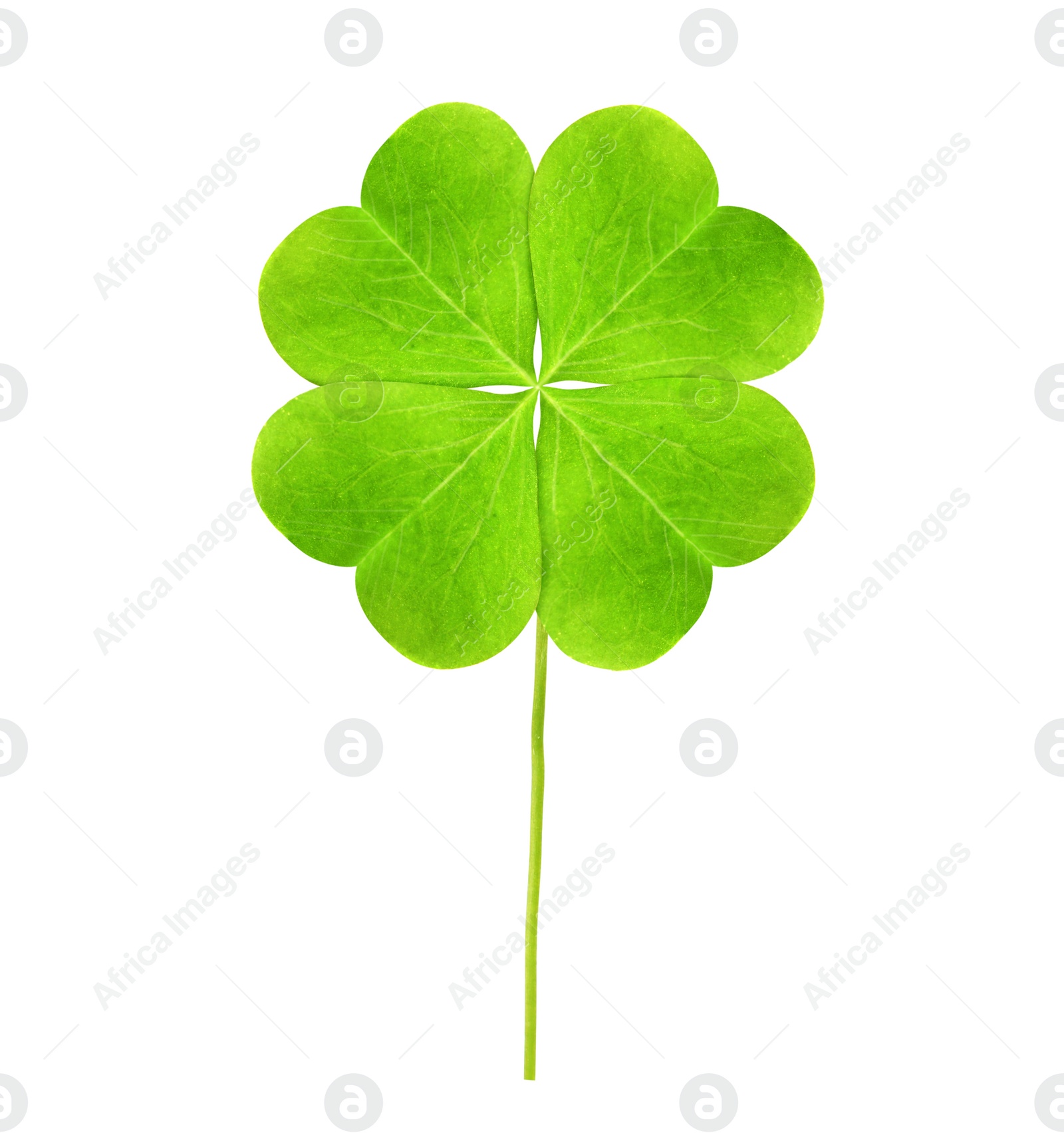 Image of Fresh green four-leaf clover on white background