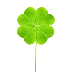 Fresh green four-leaf clover on white background