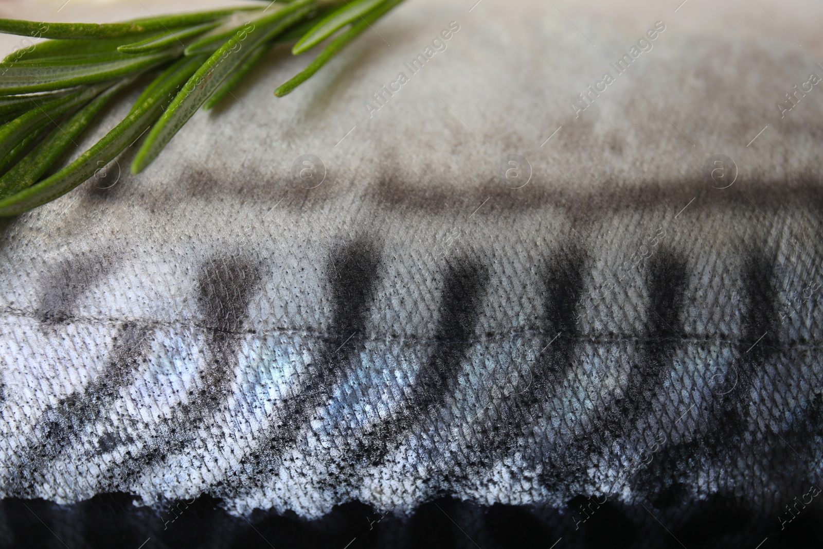 Photo of Tasty raw mackerel with rosemary as background, closeup