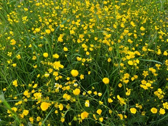 Photo of Many bright yellow buttercup flowers growing outdoors