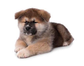 Photo of Adorable Akita Inu puppy on white background