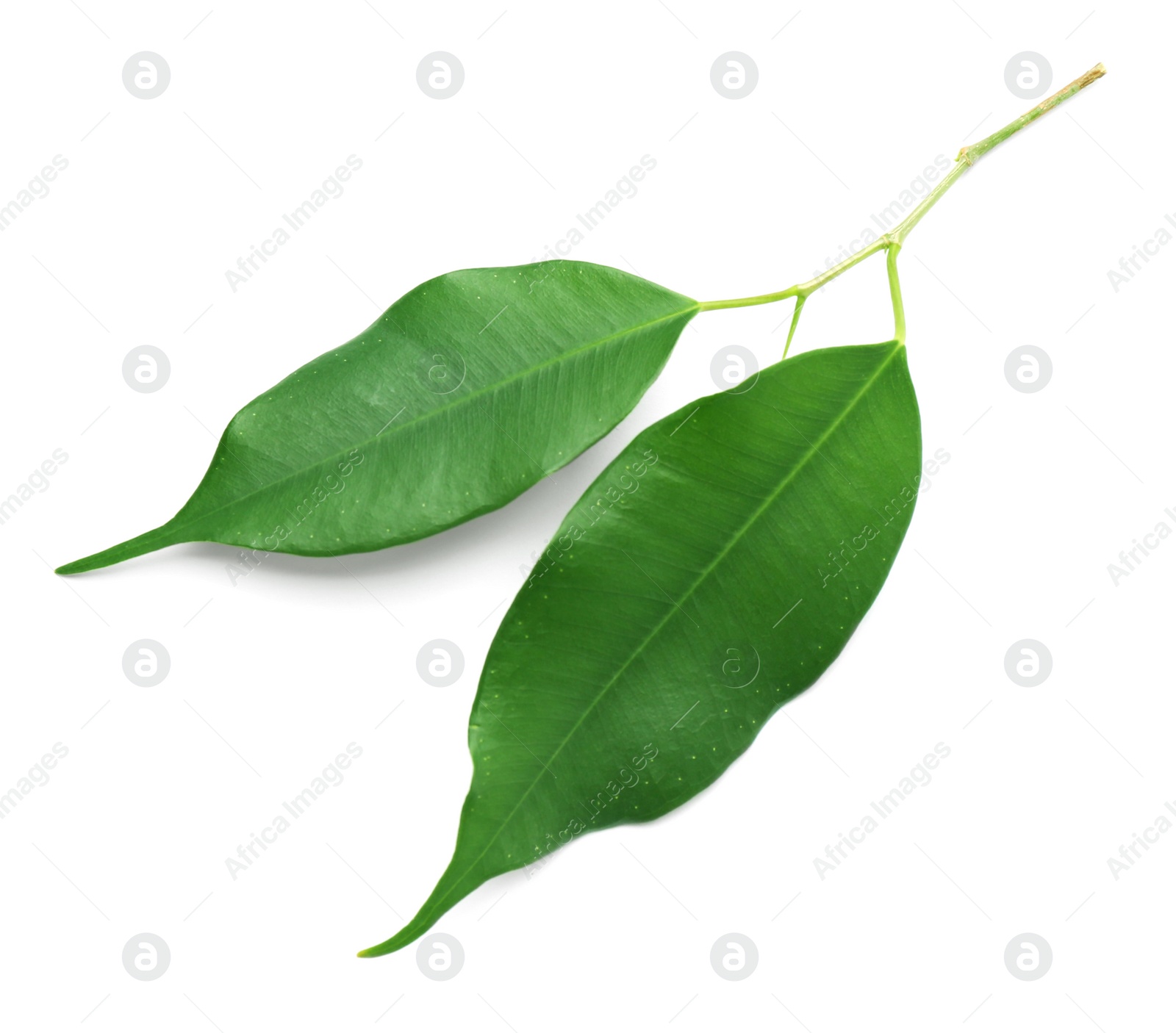 Photo of Fresh green ficus leaves on white background, top view