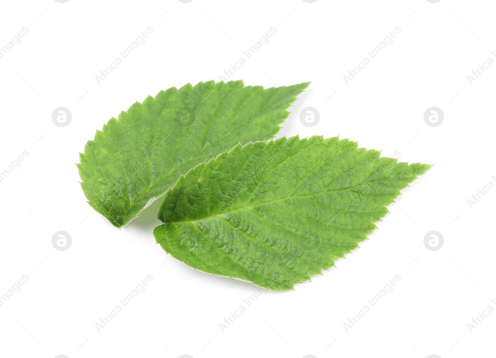 Photo of Fresh green raspberry leaves isolated on white