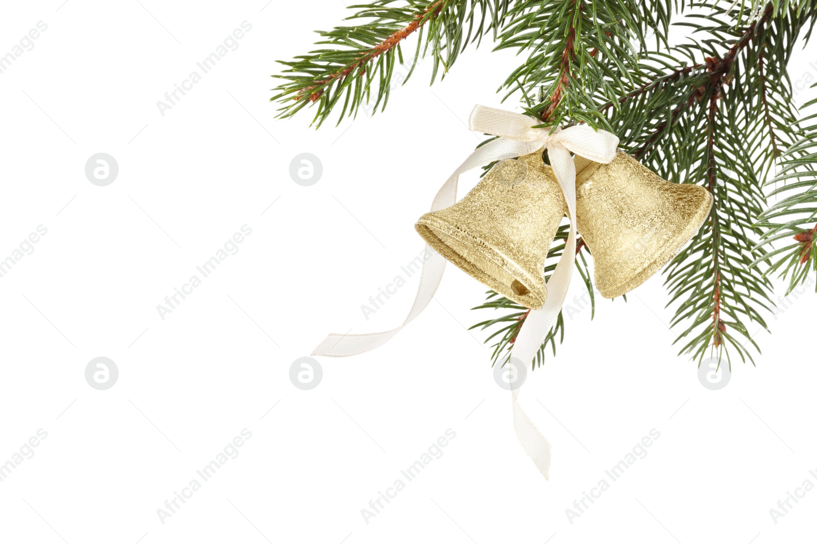 Photo of Christmas bells with bow hanging on fir tree branch against white background