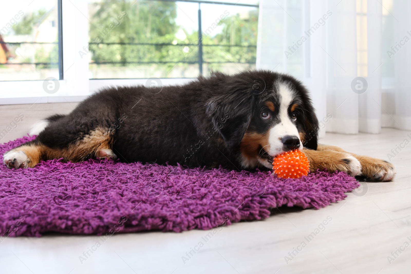 Photo of Adorable Bernese Mountain Dog puppy on fuzzy rug indoors