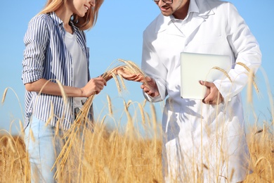 Photo of Agronomist with farmer in wheat field, closeup. Cereal grain crop
