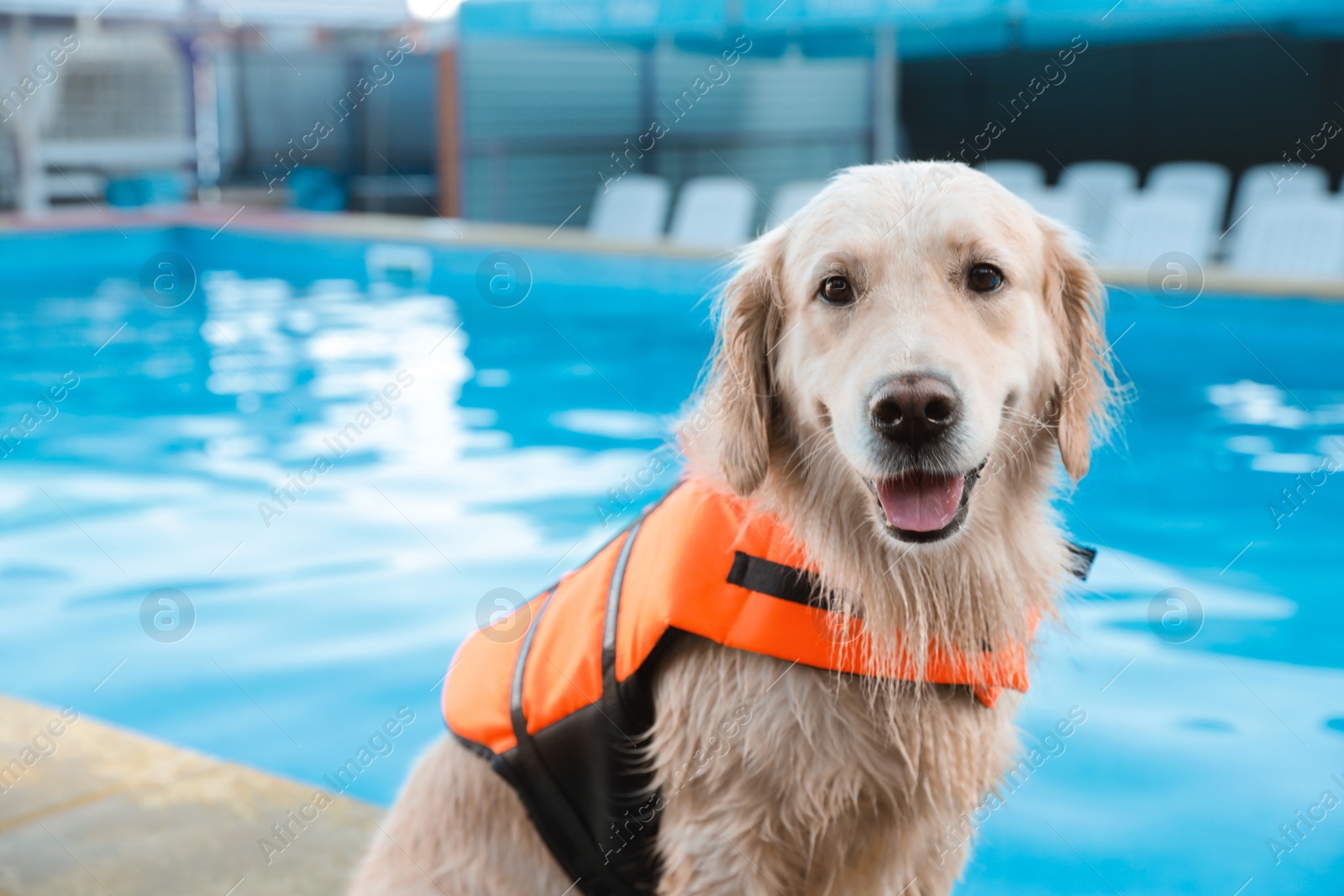 Photo of Dog rescuer in life vest near swimming pool outdoors, closeup