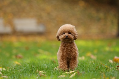 Photo of Cute Maltipoo dog on green grass in autumn park, space for text