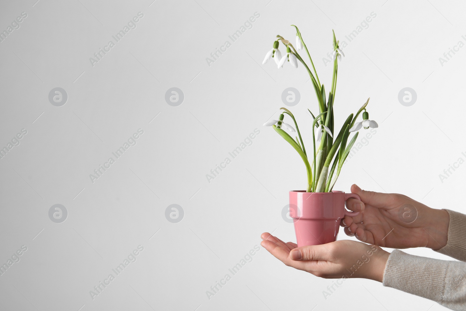 Photo of Woman holding pink cup with planted snowdrops on light background, closeup. Space for text
