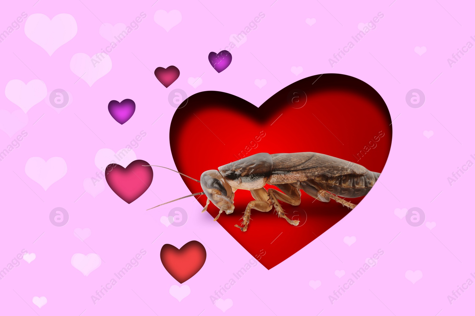 Image of Valentine's Day Promotion Name Roach - QUIT BUGGING ME. Cockroach on red background, view through cut out heart from pink paper 