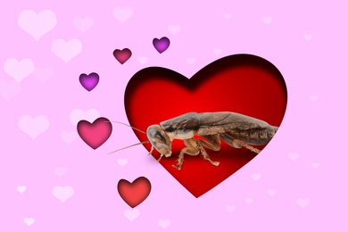 Image of Valentine's Day Promotion Name Roach - QUIT BUGGING ME. Cockroach on red background, view through cut out heart from pink paper 