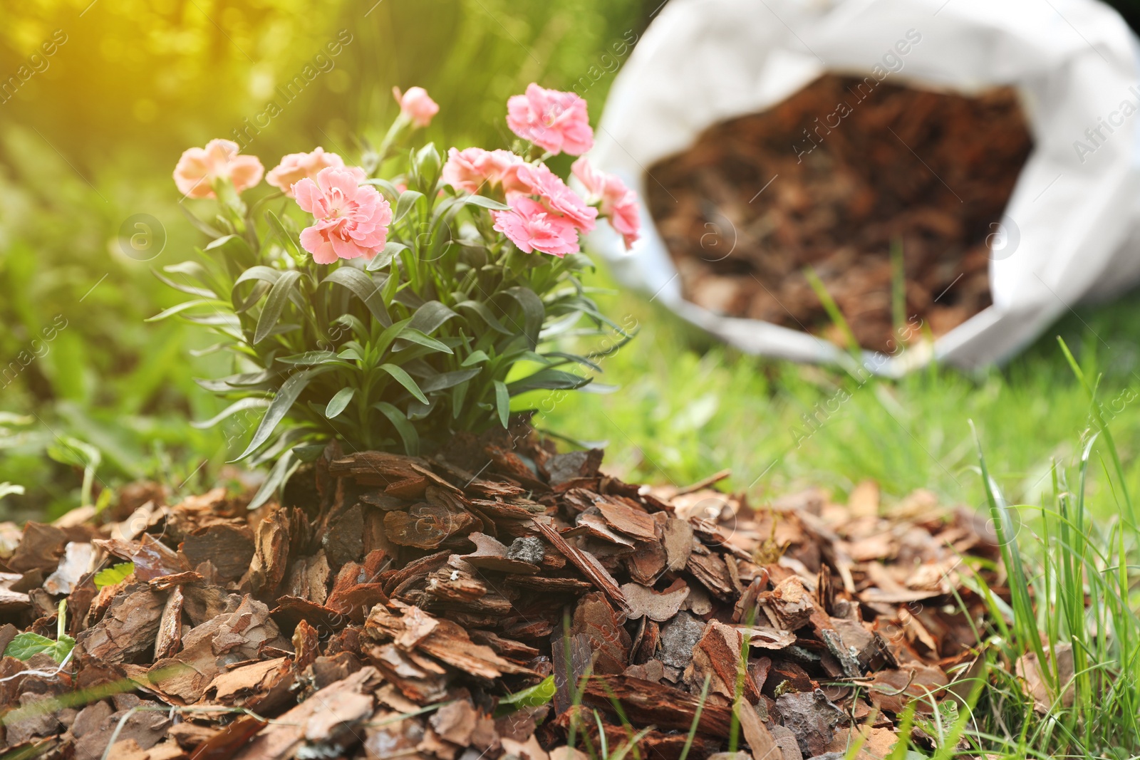 Photo of Beautiful flowers mulched with bark chips in garden, closeup. Space for text