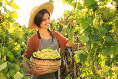 Young woman harvesting fresh green beans in garden