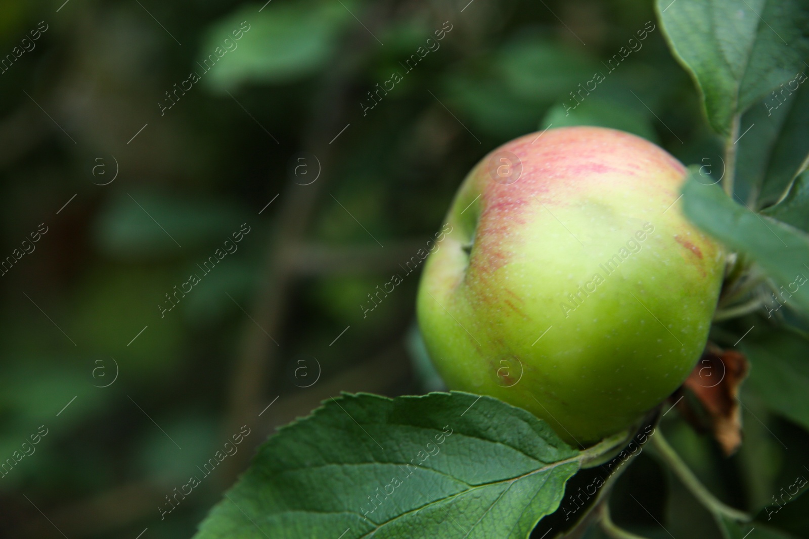 Photo of Ripe apple on tree branch in garden, closeup. Space for text