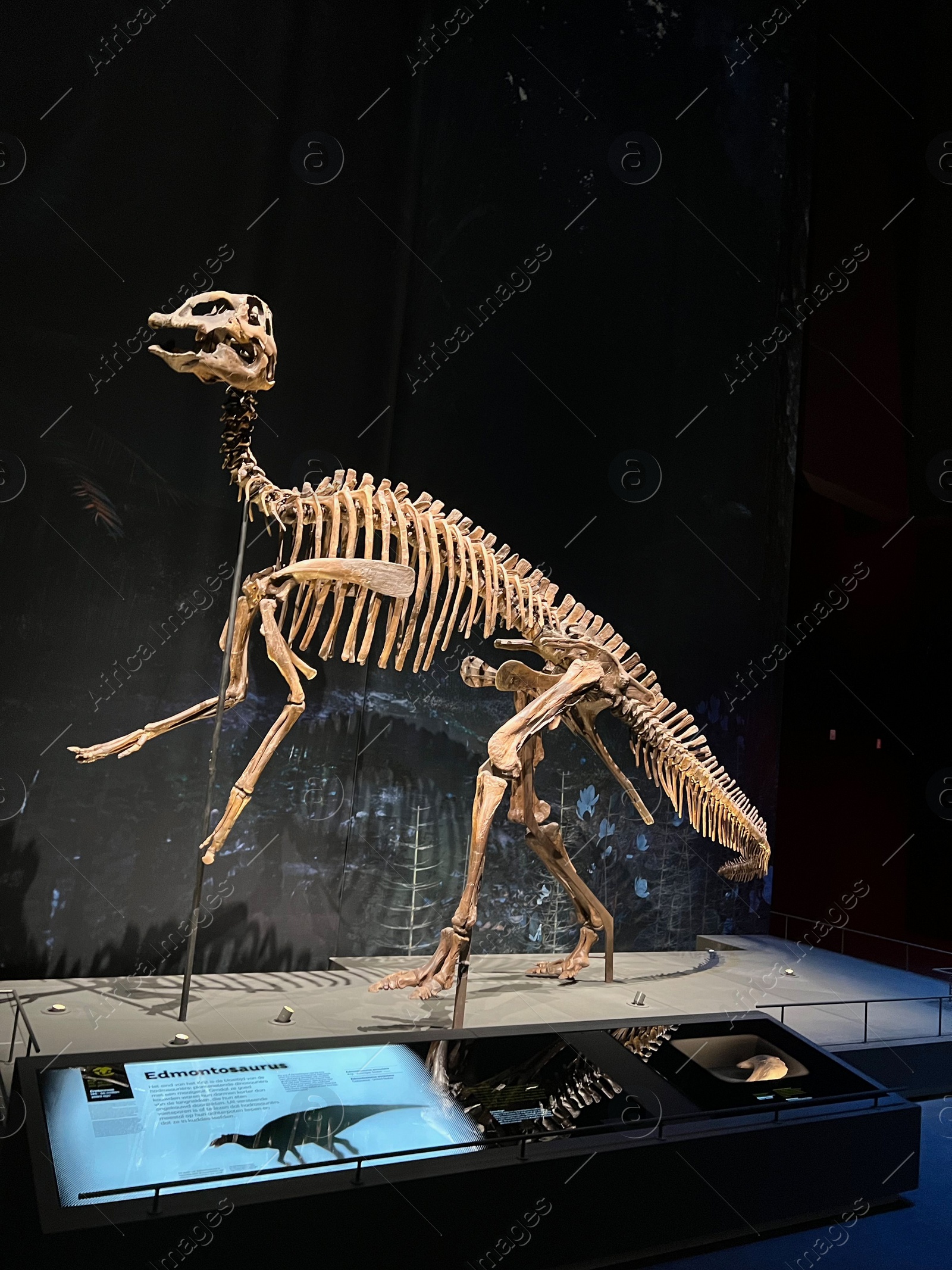 Photo of Leiden, Netherlands - June 18, 2022: Life size skeleton of Edmontosaurus in Naturalis Biodiversity Center