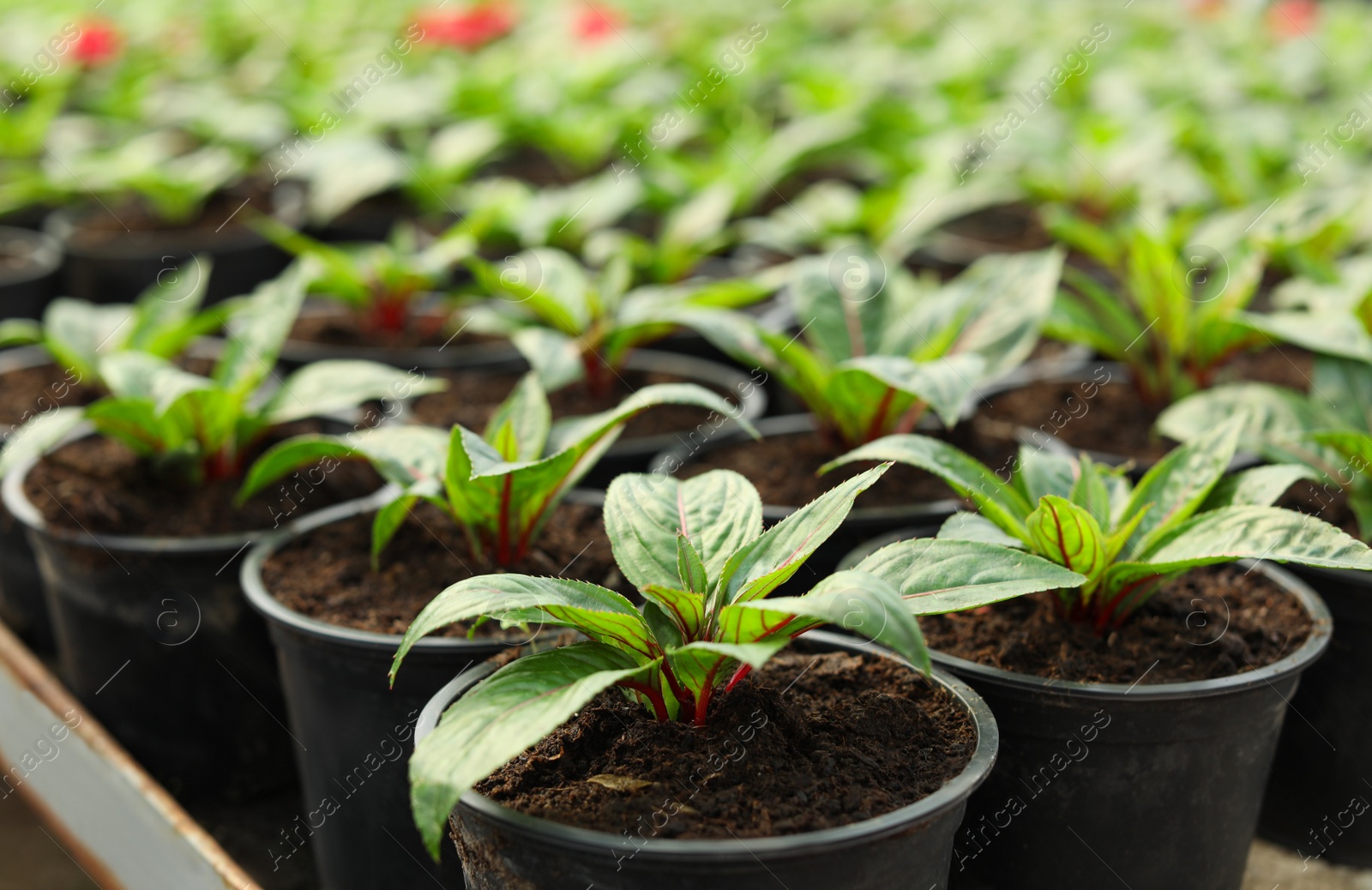 Photo of Many fresh green seedlings growing in pots with soil, closeup