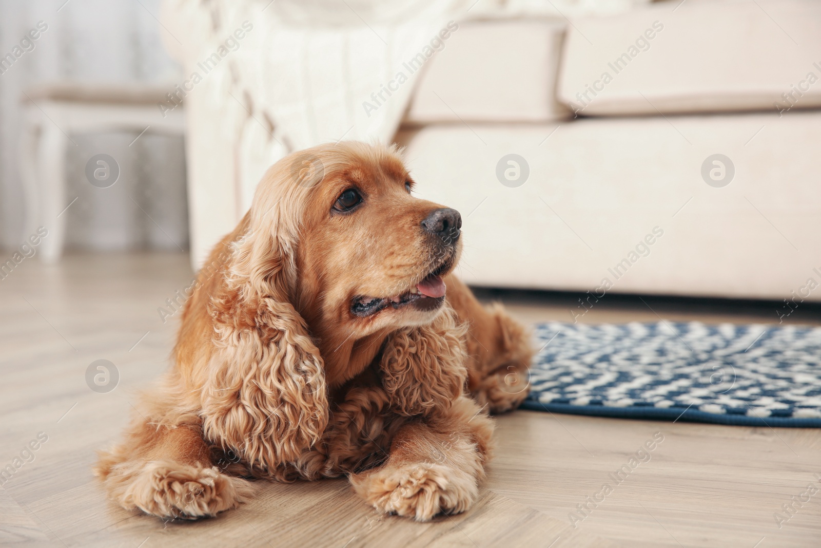 Photo of Cute Cocker Spaniel dog lying on warm floor indoors. Heating system