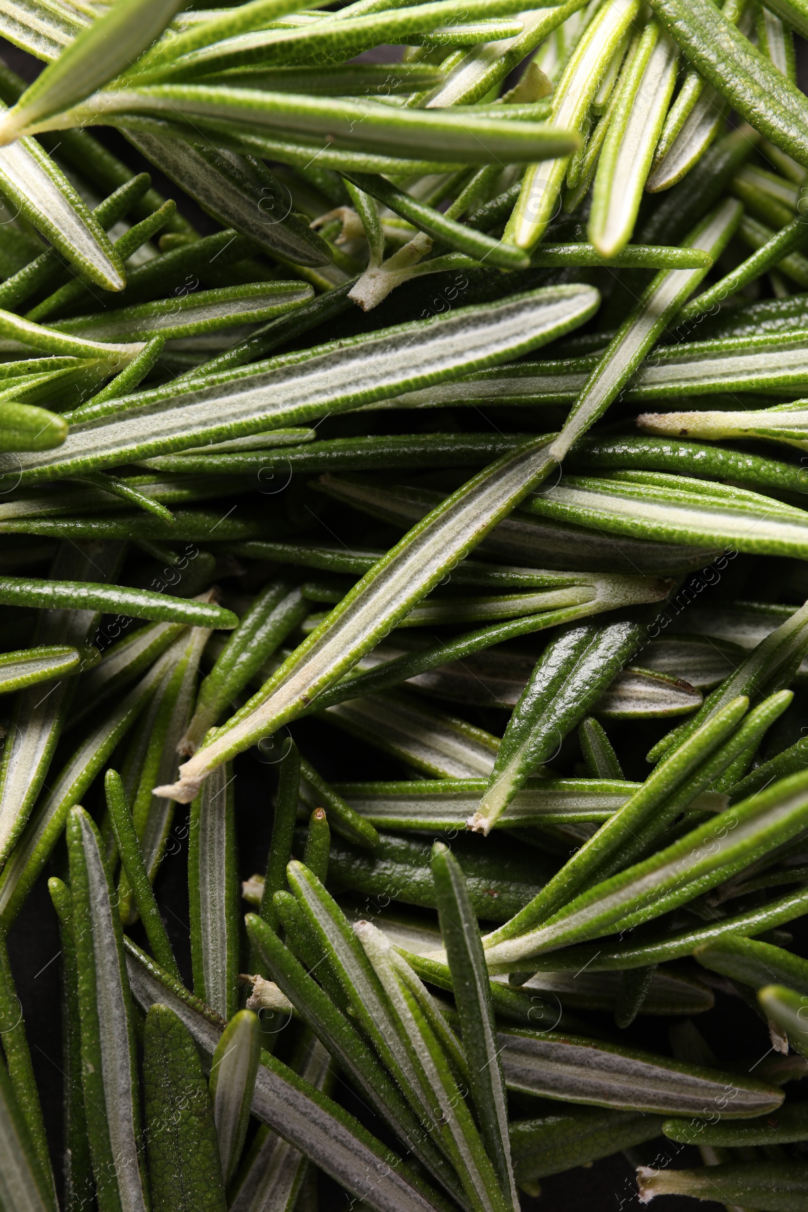 Photo of Fresh green rosemary leaves as background, top view