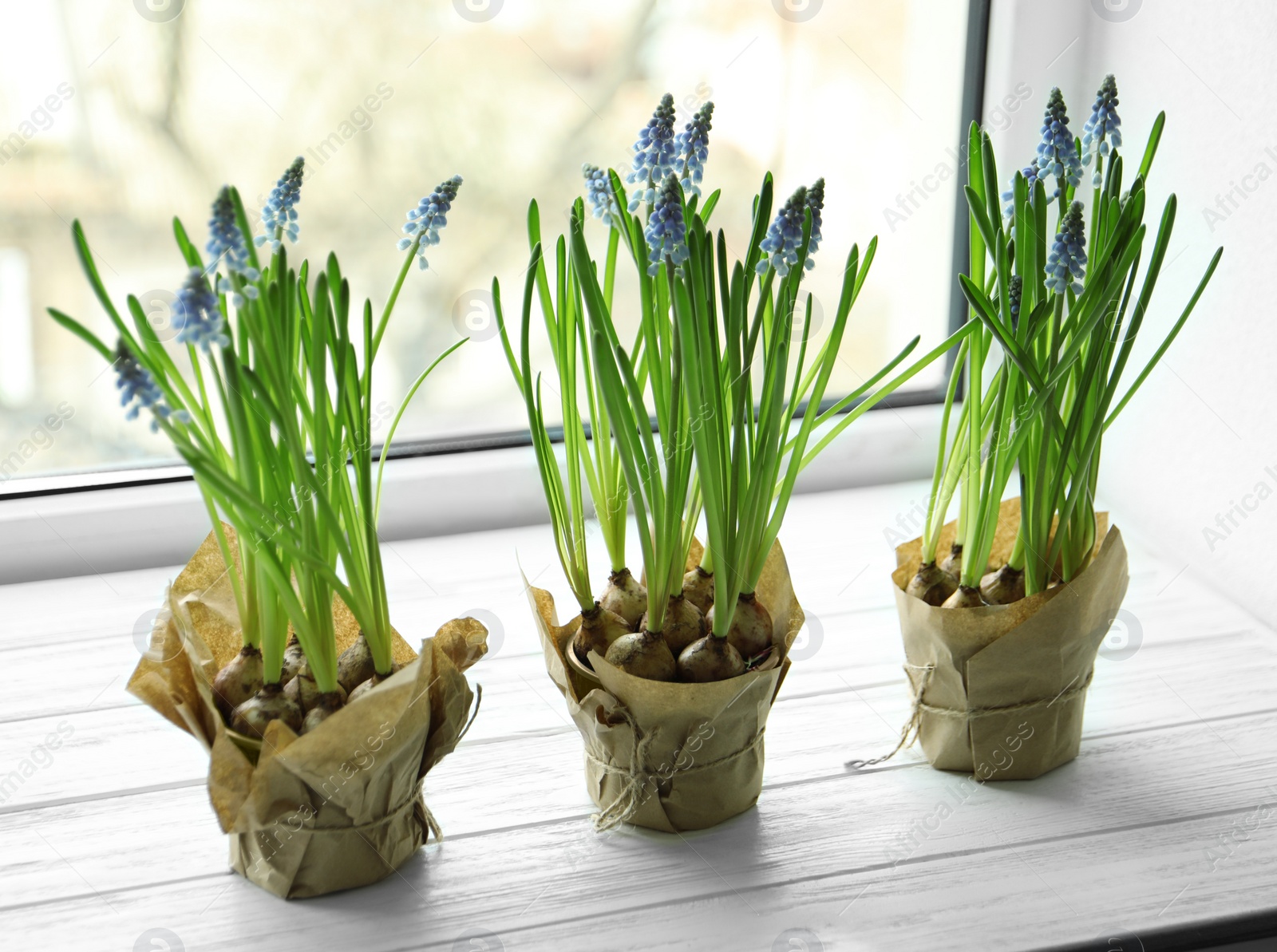 Photo of Beautiful spring muscari flowers in pots on window sill