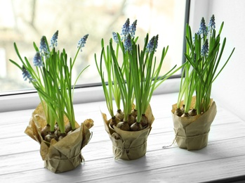 Photo of Beautiful spring muscari flowers in pots on window sill