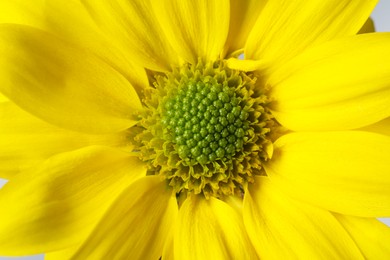 Photo of Beautiful blooming chrysanthemum flower as background, closeup