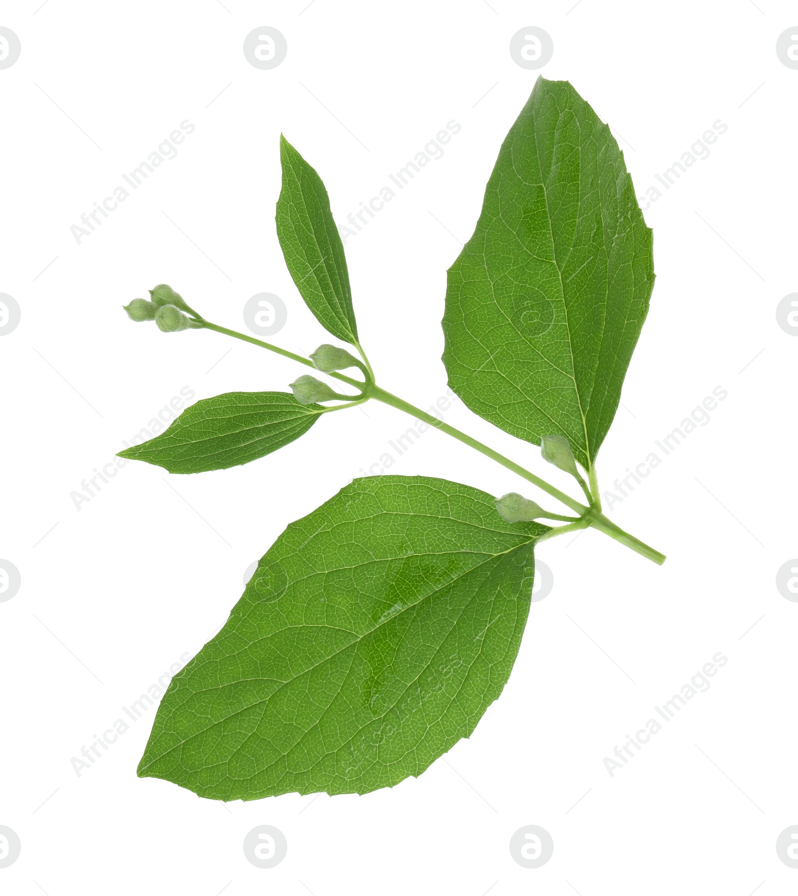 Photo of Jasmine branch with fresh green leaves and buds isolated on white