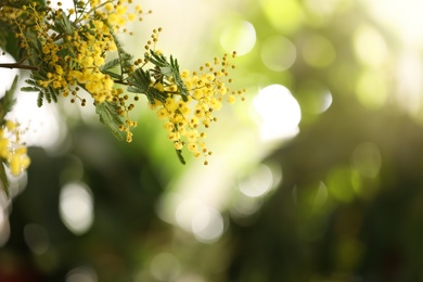 Photo of Beautiful mimosa plant on blurred background, closeup. Space for text