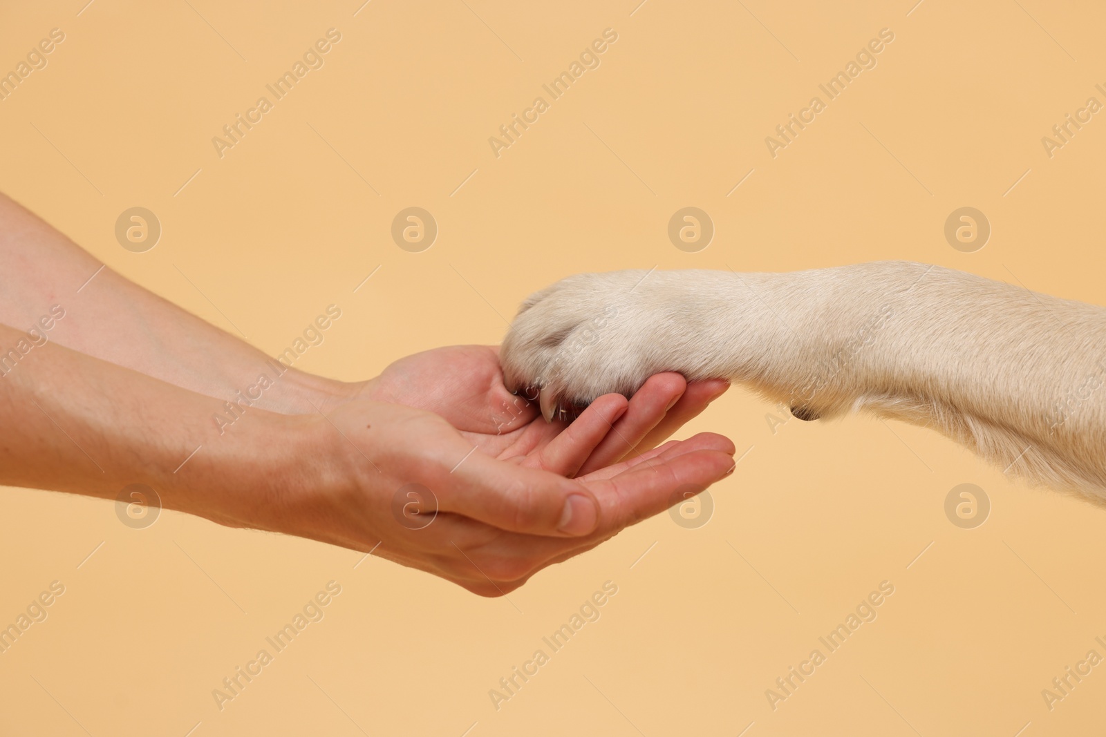 Photo of Dog giving paw to man on beige background, closeup