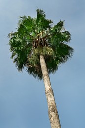 Tropical palm with beautiful green leaves against blue sky, low angle view