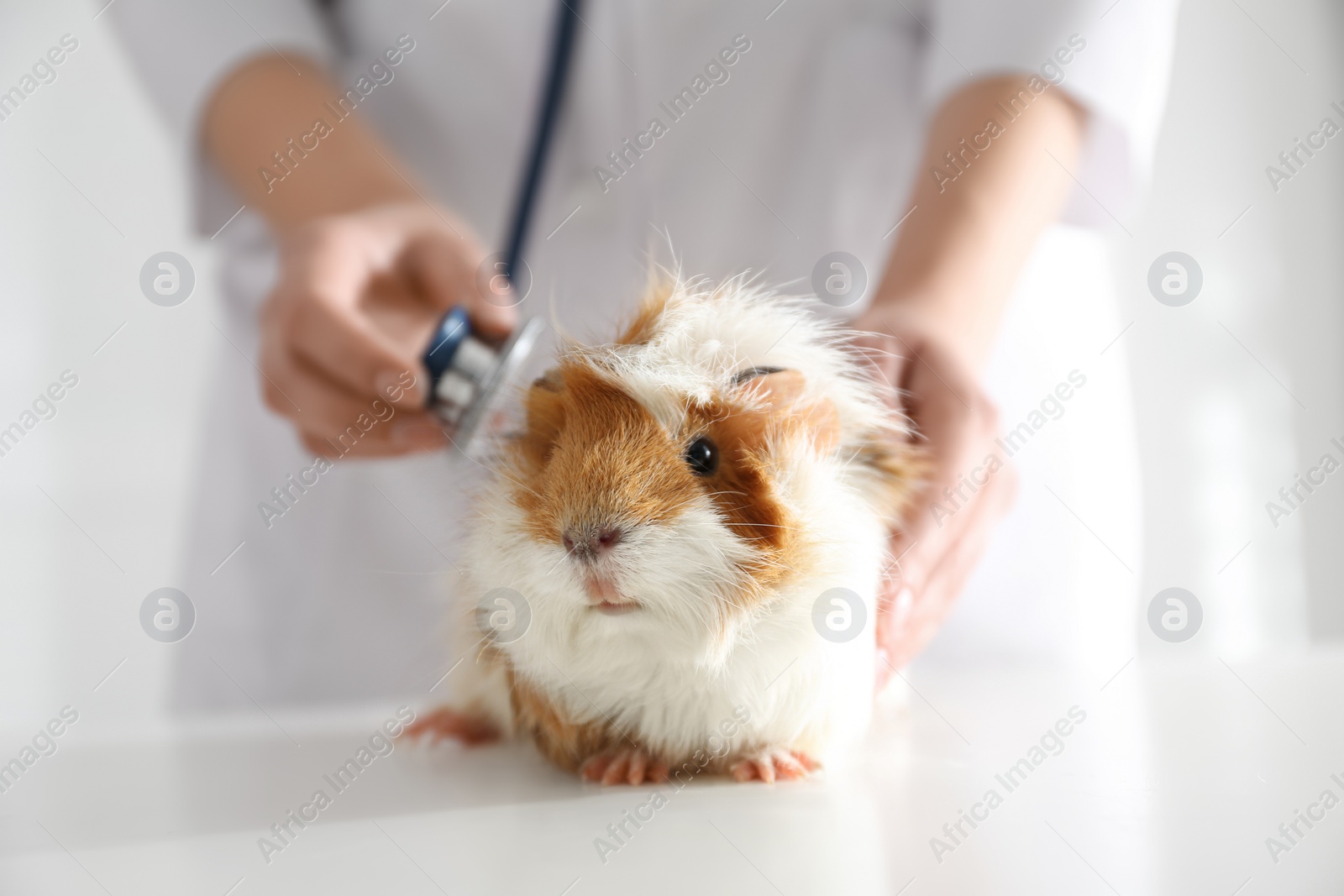 Photo of Female veterinarian examining guinea pig in clinic, closeup