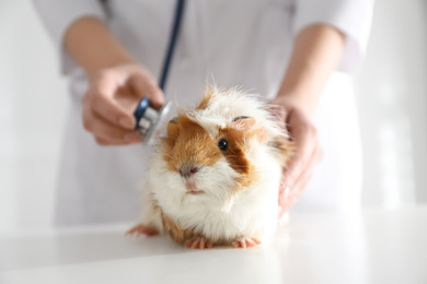 Female veterinarian examining guinea pig in clinic, closeup