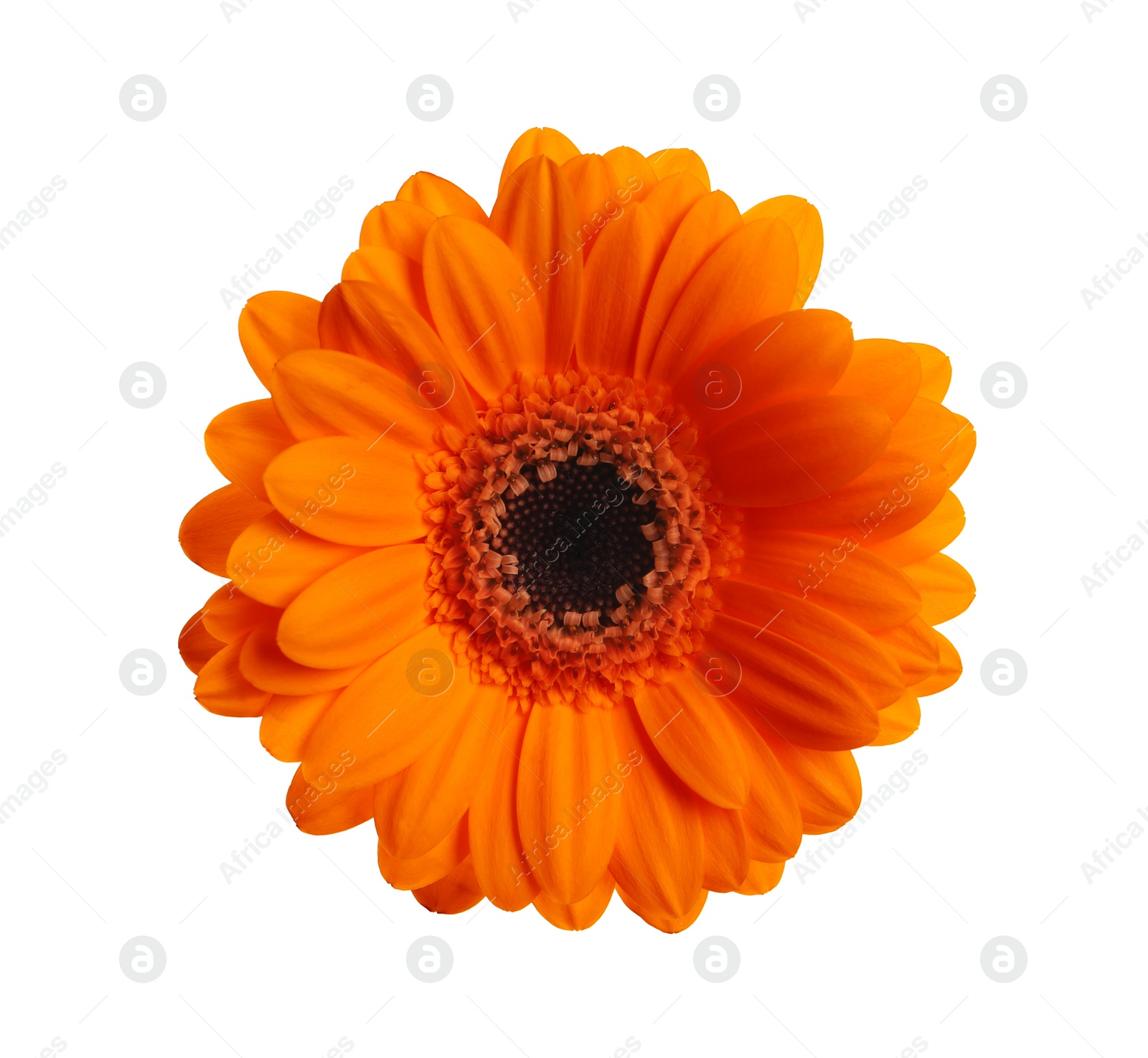 Image of Beautiful orange gerbera flower isolated on white