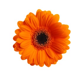 Beautiful orange gerbera flower isolated on white