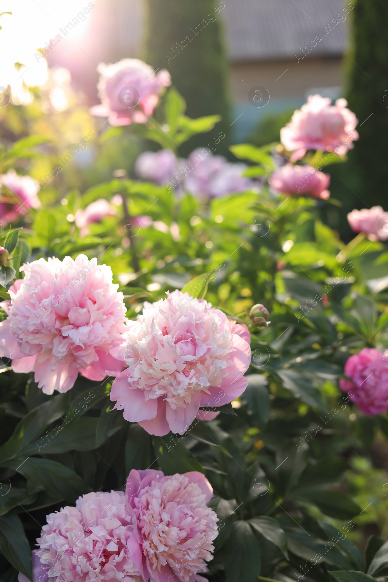 Photo of Blooming peony plant with beautiful pink flowers outdoors on sunny day, closeup. Space for text