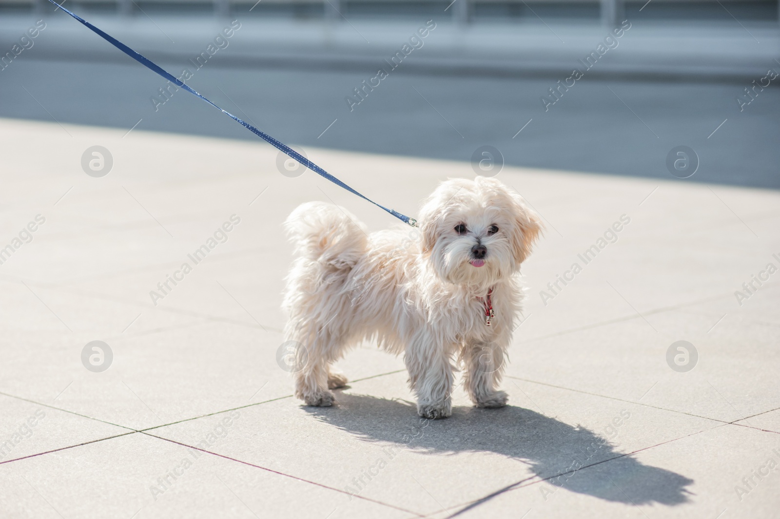 Photo of Cute Maltese dog outdoors on sunny day