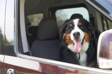 Photo of Bernese mountain dog looking out of car window, space for text