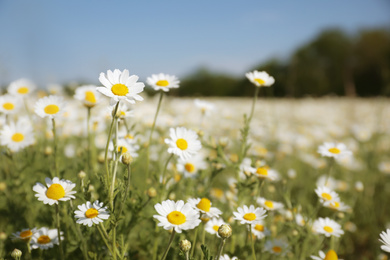 Photo of Closeup view of beautiful chamomile field on sunny day