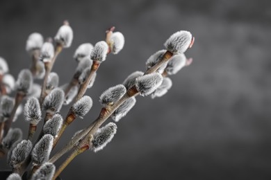Photo of Beautiful bouquet of pussy willow branches on grey background, closeup