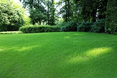 Beautiful view of green grass and bushes in garden on sunny day