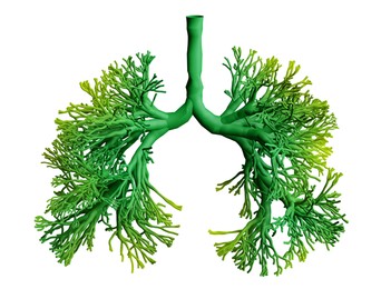 Image of Abstract silhouette of human lungs on white background, illustration