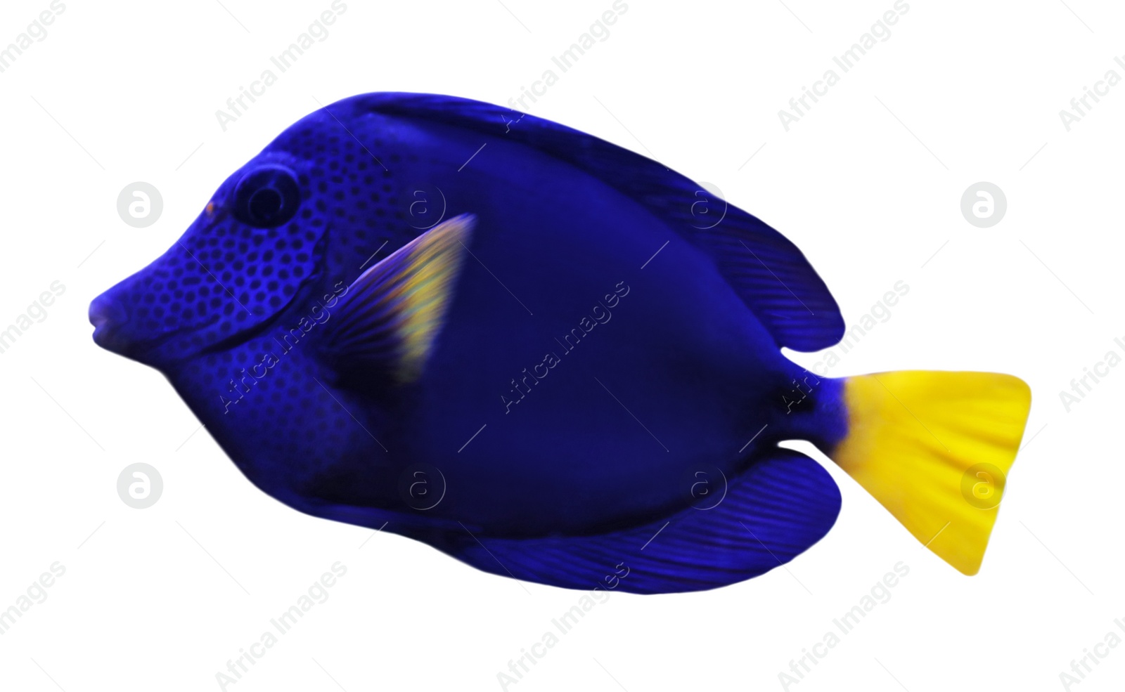 Image of Beautiful bright tropical surgeonfish on white background