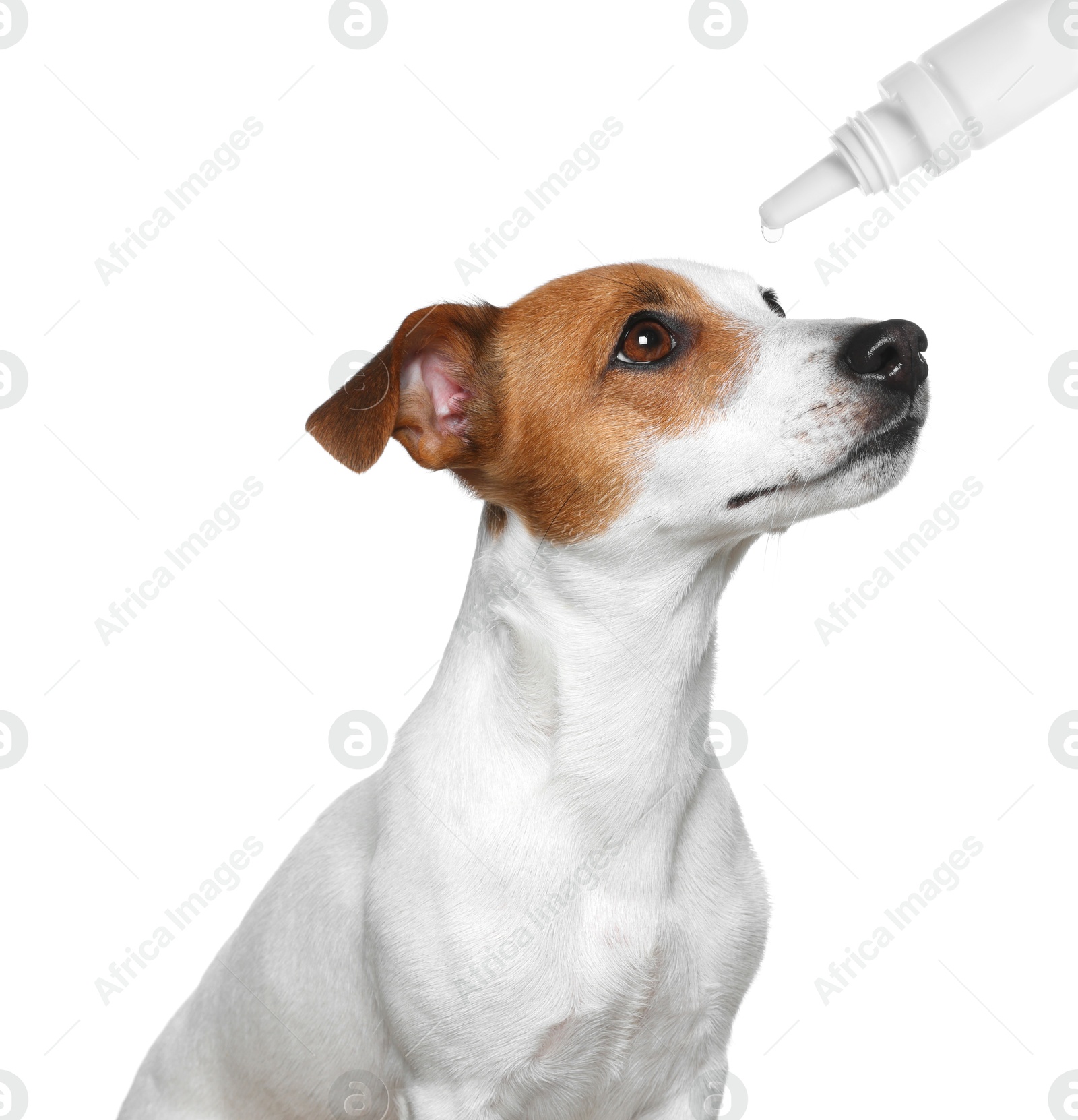 Image of Giving medical drops to cute dog on white background