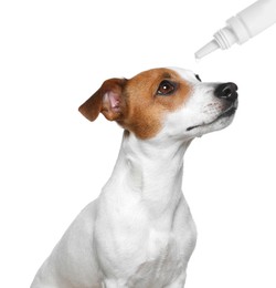 Image of Giving medical drops to cute dog on white background