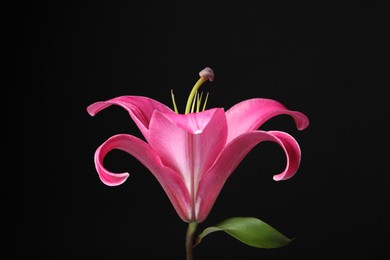 Photo of Beautiful pink lily flower on black background, closeup