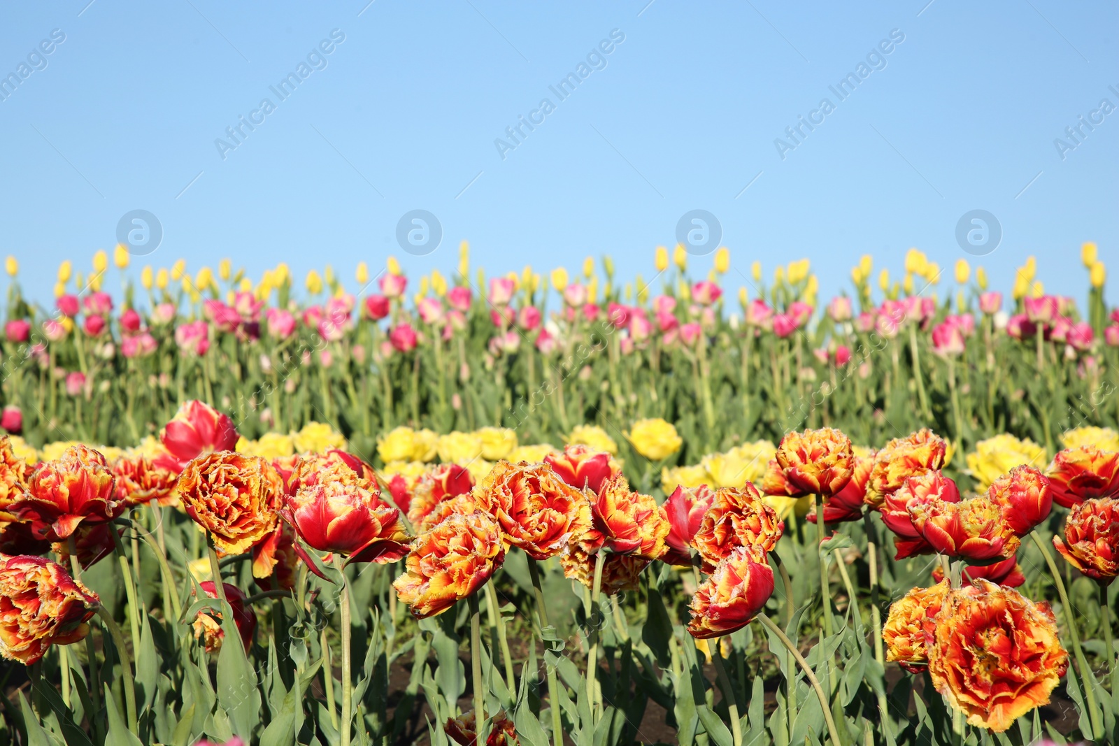 Photo of Beautiful colorful tulip flowers growing in field on sunny day