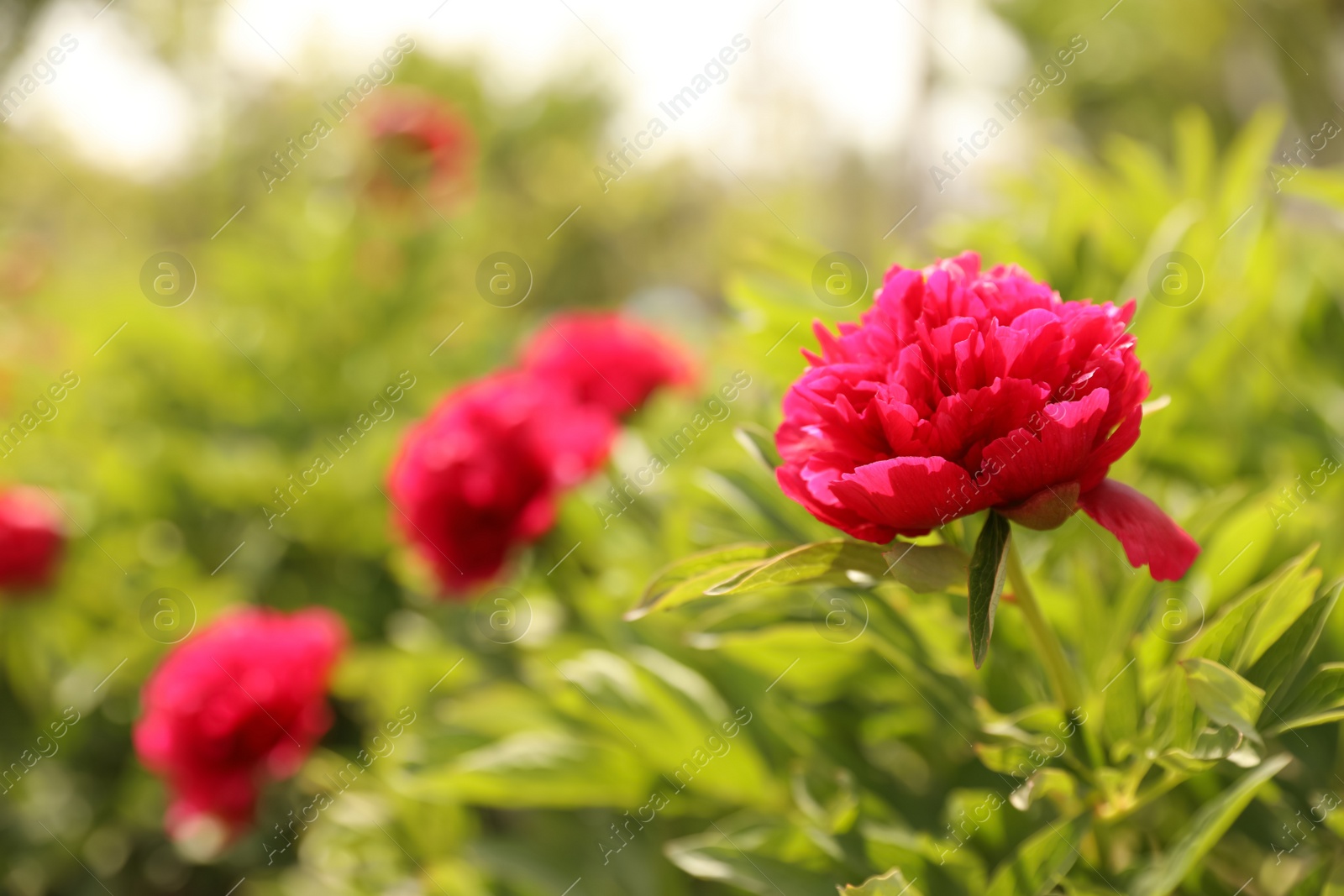 Photo of Beautiful red peony outdoors on spring day, closeup