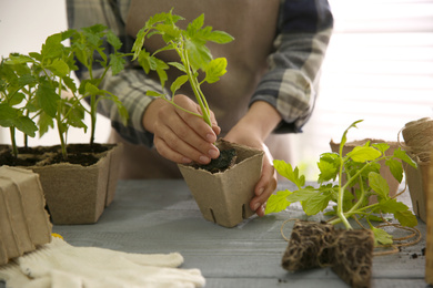 Photo of Woman planting tomato seedling into peat pot at table, closeup