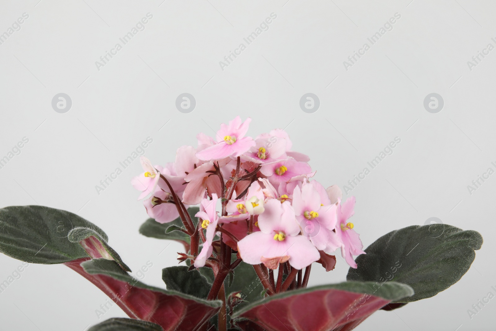 Photo of Saintpaulia home plant on grey background, space for text