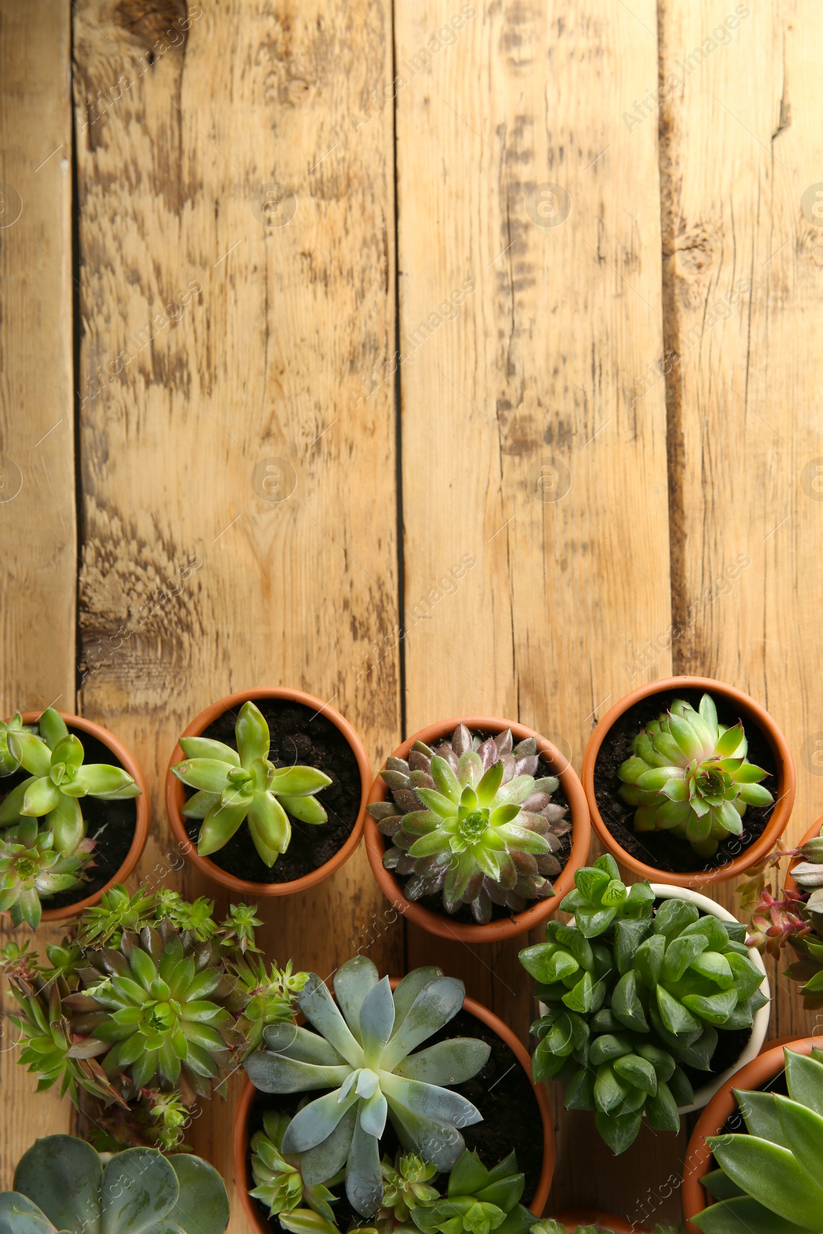 Photo of Many different echeverias on wooden table, flat lay with space for text. Beautiful succulent plants