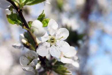 Photo of Beautiful cherry plum tree blossoms outdoors, closeup